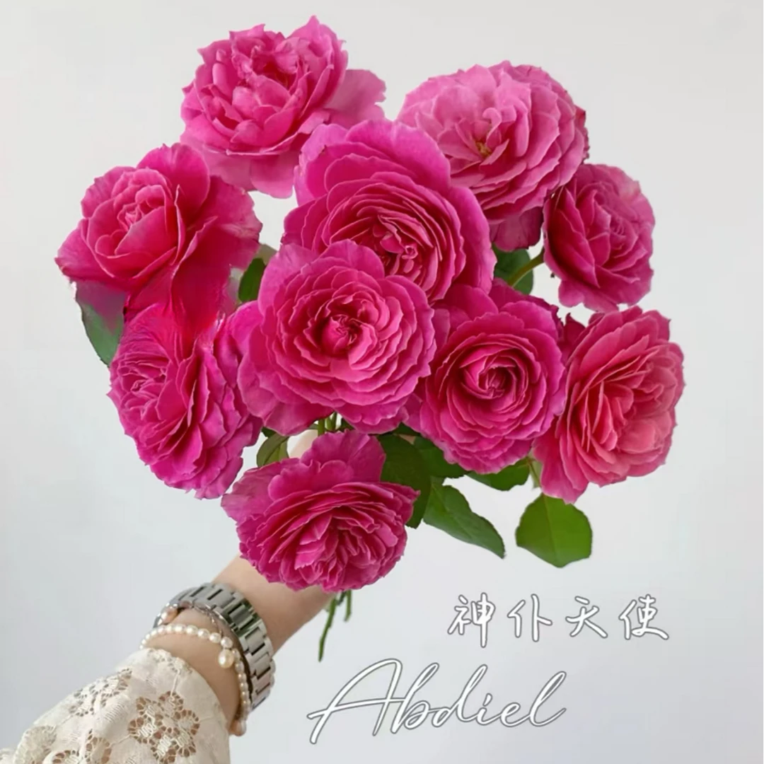 【3颗包邮】神仆天使月季四季灌木大花苗阳台盆栽庭院地栽切花玫瑰