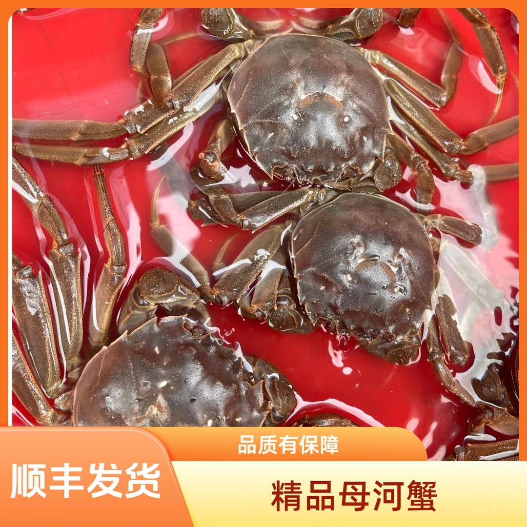 全母河蟹（1.5-2两）2.5斤起