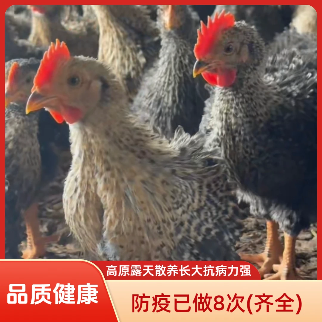 宠物鸡云南山林露天 散养金芦花翻毛鸡活体中通包邮