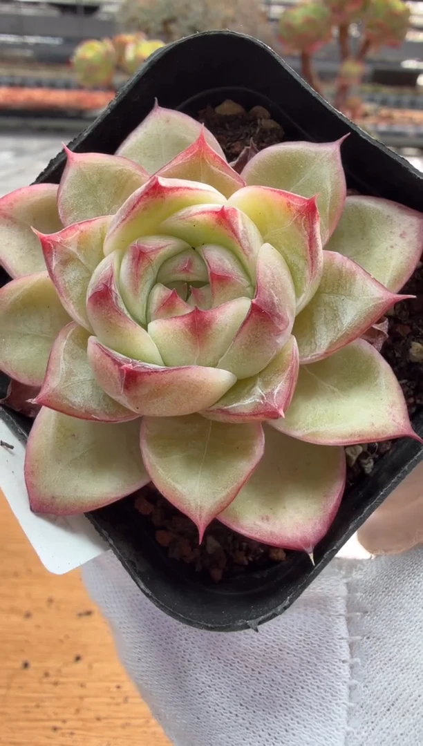 东云多肉园二店-129