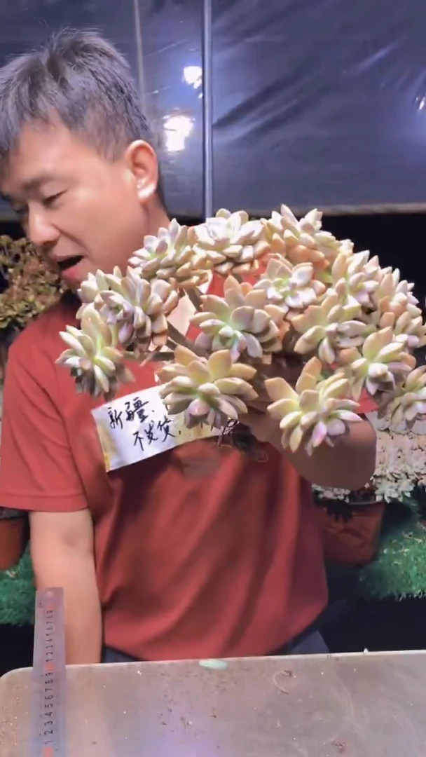 181淡雪缀化一物一拍