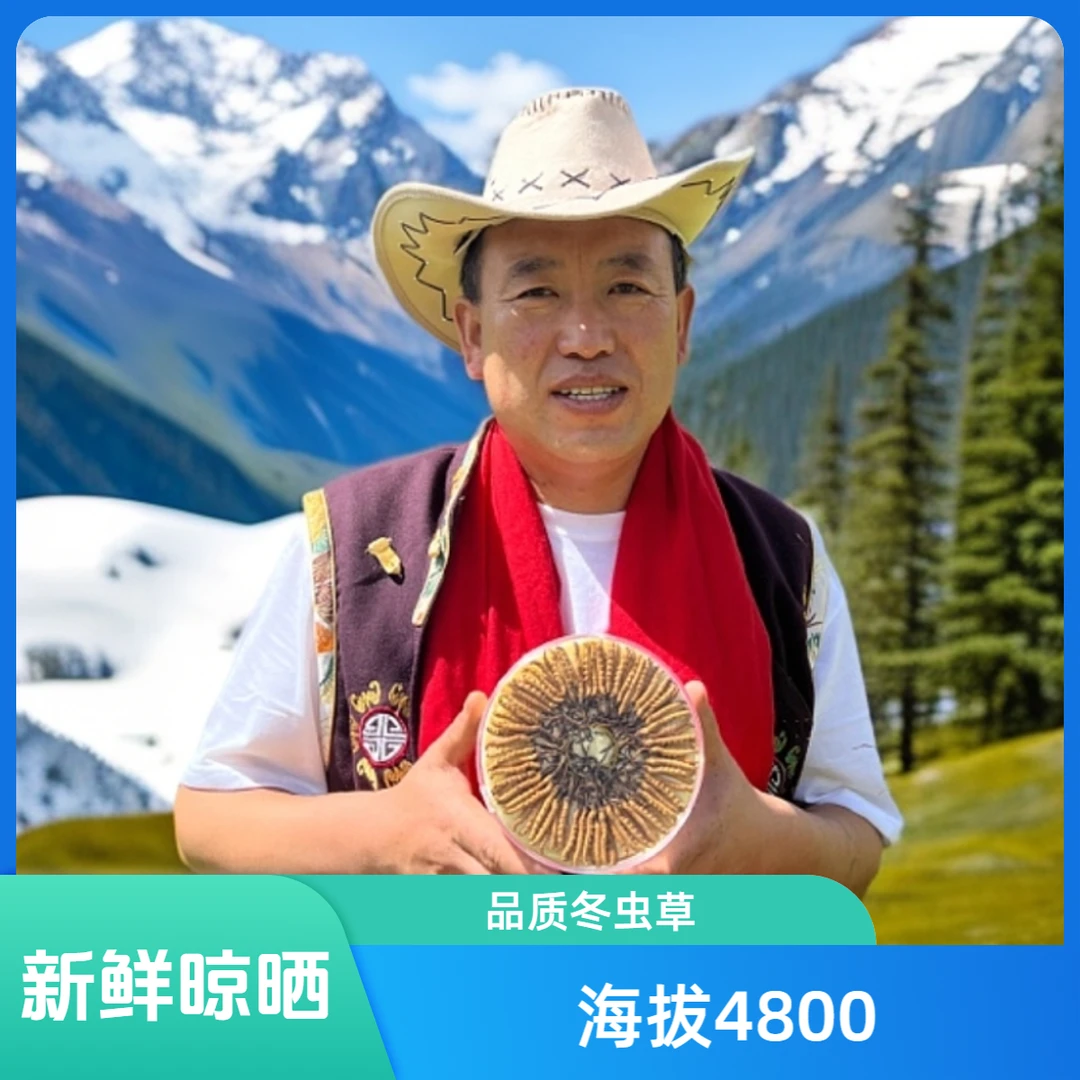 整草【2025新鲜晾晒干冬虫夏草海拔4500米以上雪域珍品