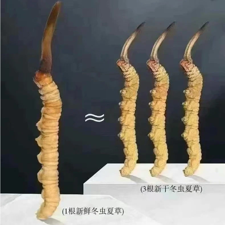 西藏那曲高海拔冬虫夏草鲜草 精品中草