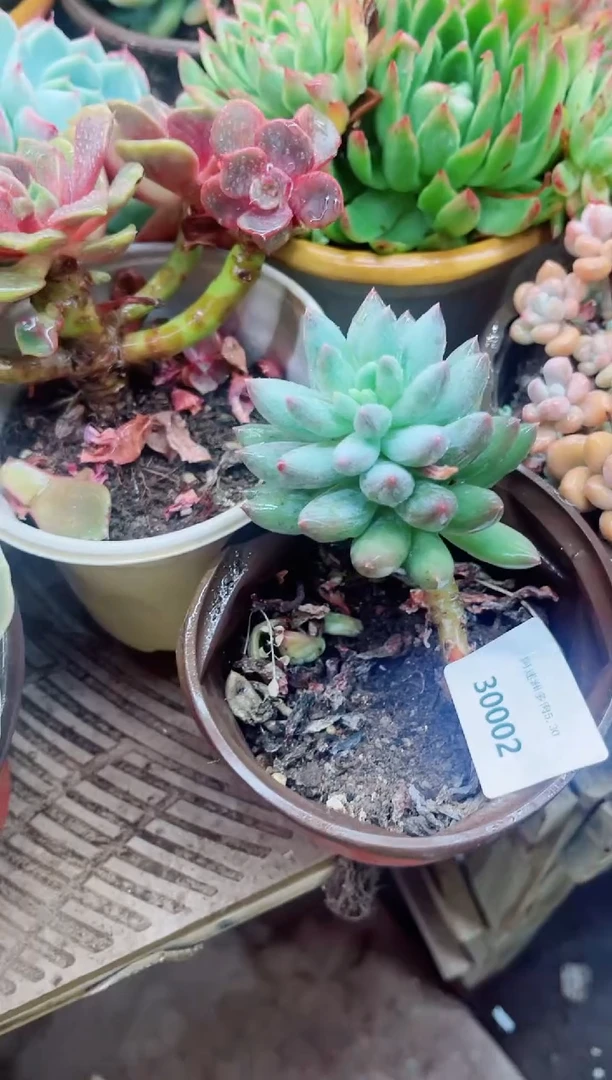 30002多肉植物一物一拍