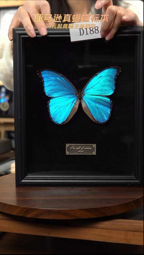 微瑕蝴蝶标本摆件一口价d188