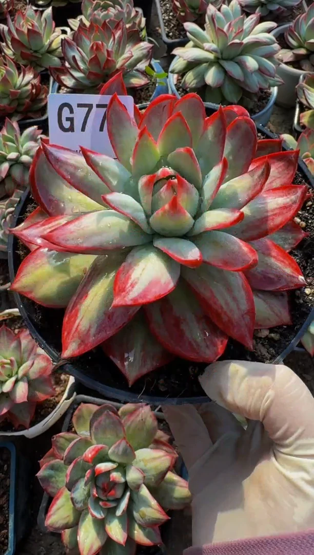 G770惊鸿仙子（裸根发货）