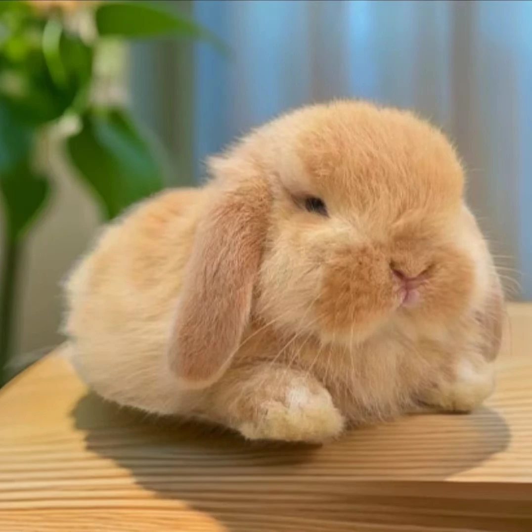 迷你侏儒垂耳兔长不大不咬人适合家养宠物兔，新疆，西藏，海南不发