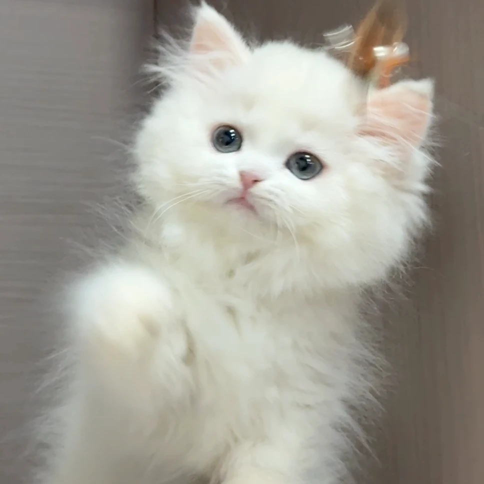 大嘴精品猫【纯白拿破仑妹妹】