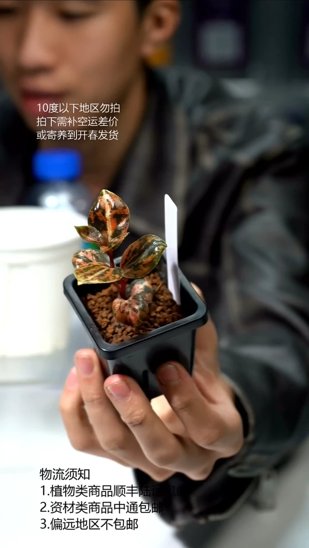 完全开放椒草锦（fire tiger）