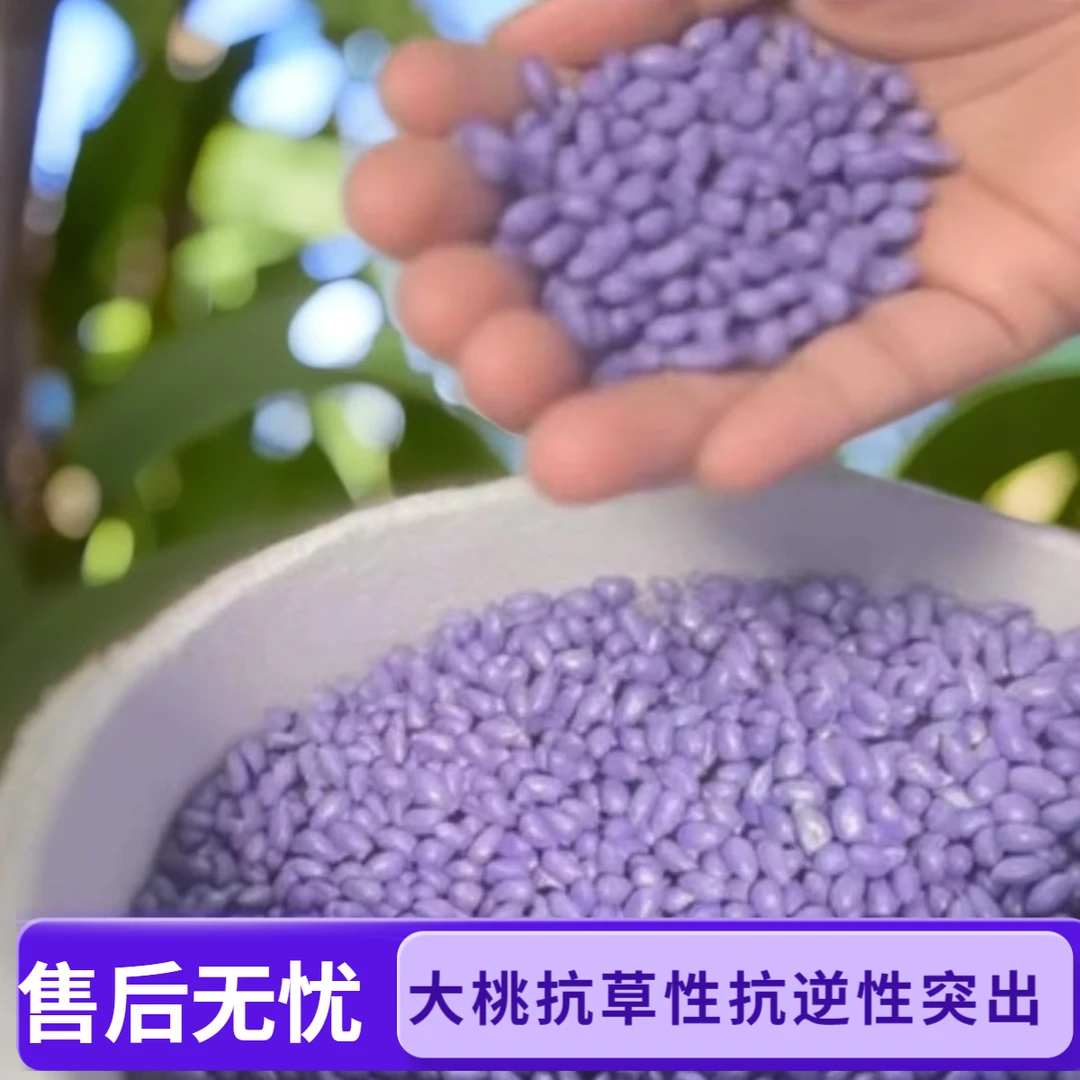 合信棉老大优质棉 大桃抗草（种子意向金）