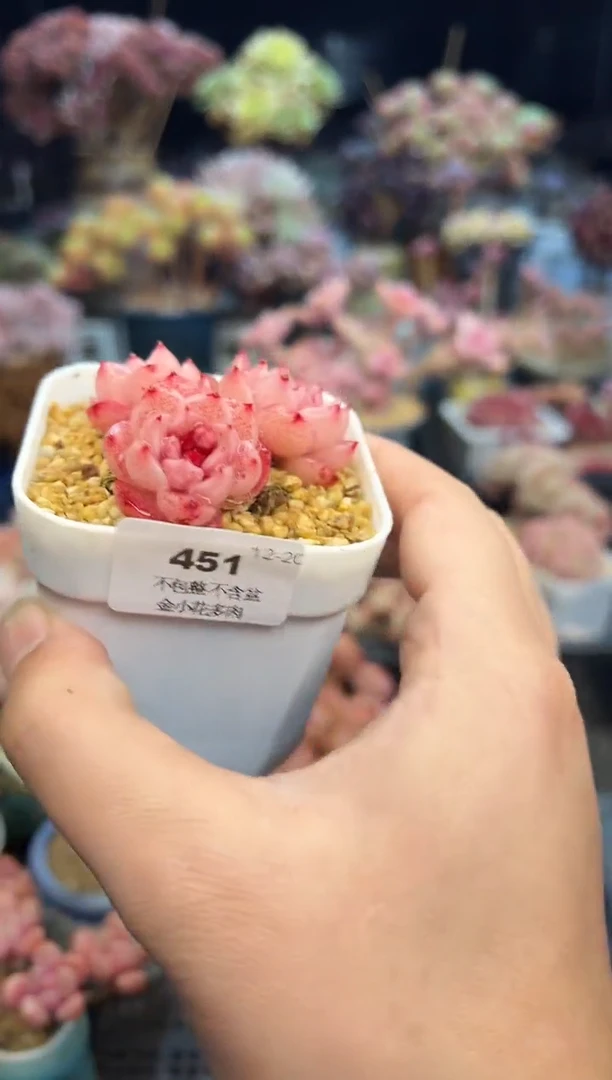 【闪购商品】451不带盆
