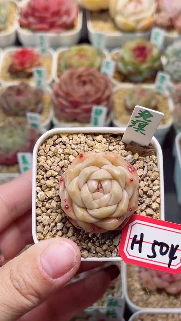 【闪购商品】H504沧溟一物一拍