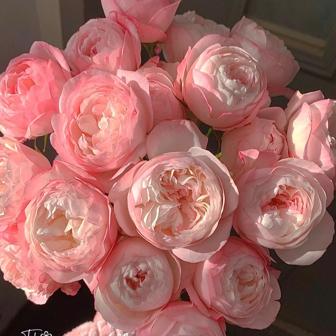 草莓杏仁饼【高级多头】该品不耐运输，请凑单升级快递保护花花