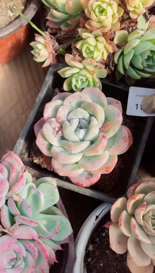 【闪购商品】11199