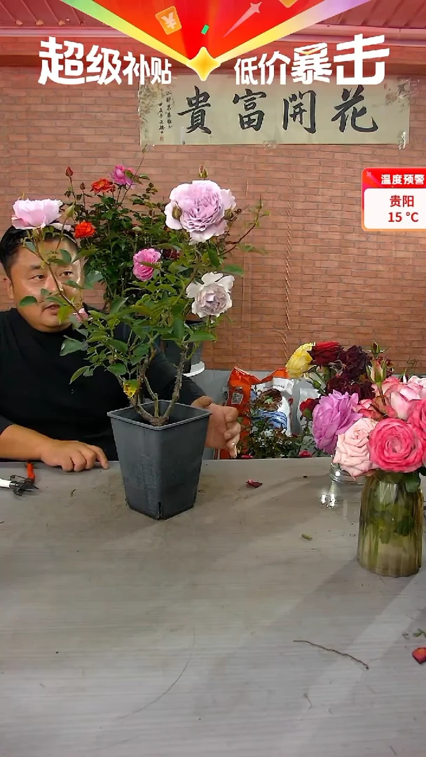 当前无花朵，栽培后可花朵蜻蜓