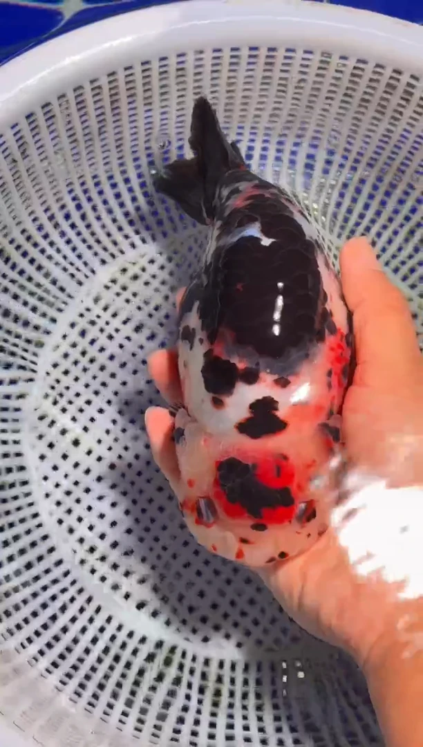 金鱼（运费到付，马印灯下展示）福州追鱼兰寿金鱼