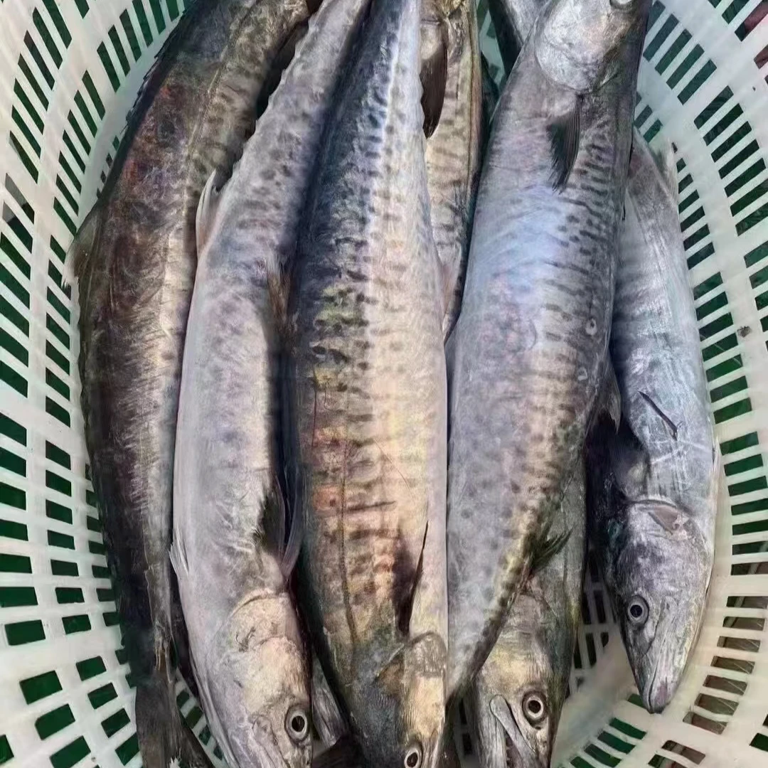 新鲜速冻 马鲛鱼 4斤 整条切片发货广东博贺港顺丰冷链发货