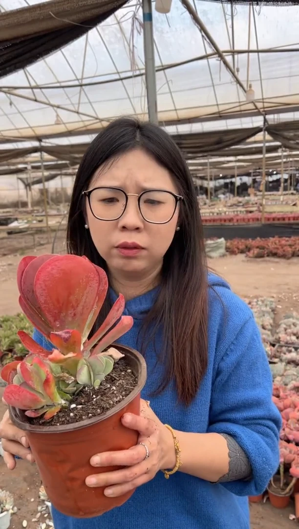 【闪购商品】41-大唐印5