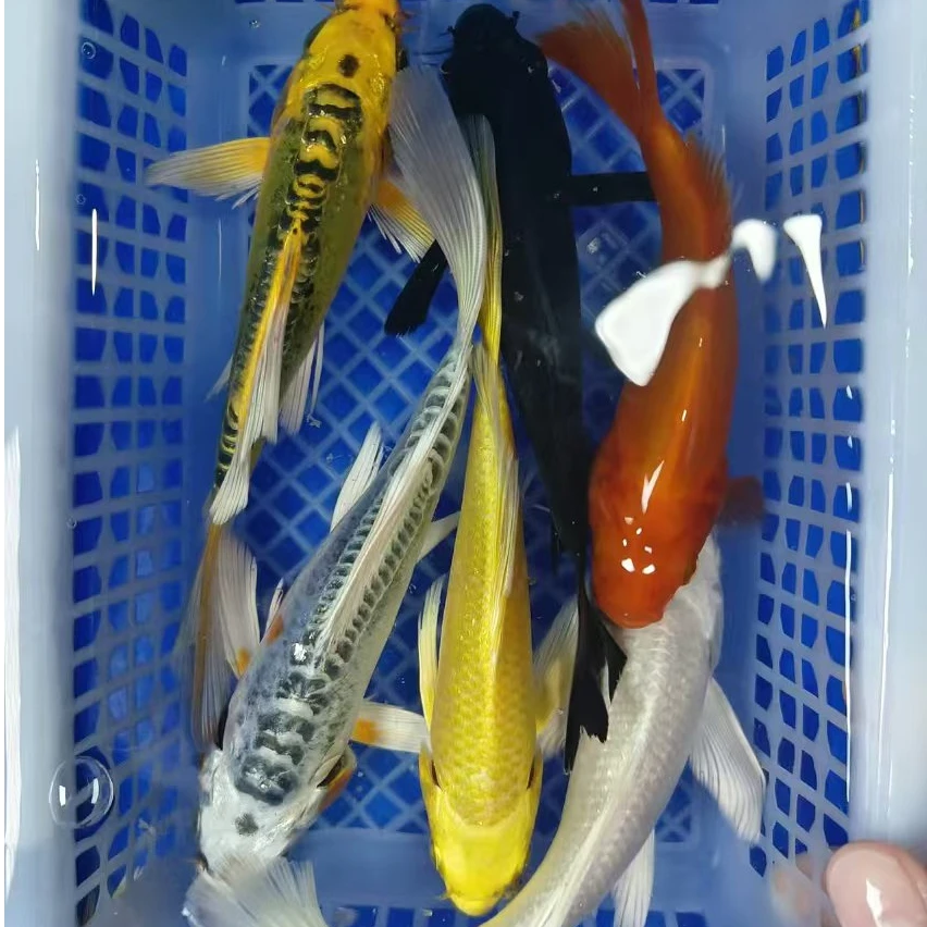 3号 六福 锦鲤草金【1黄+1白+1黑+1红+1金龙+1蓝龙】10-12红是草金