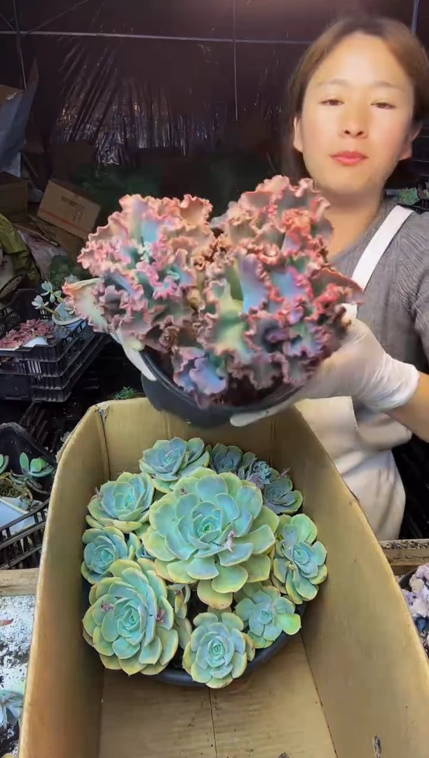 28号一物一拍 默认微瑕不售后