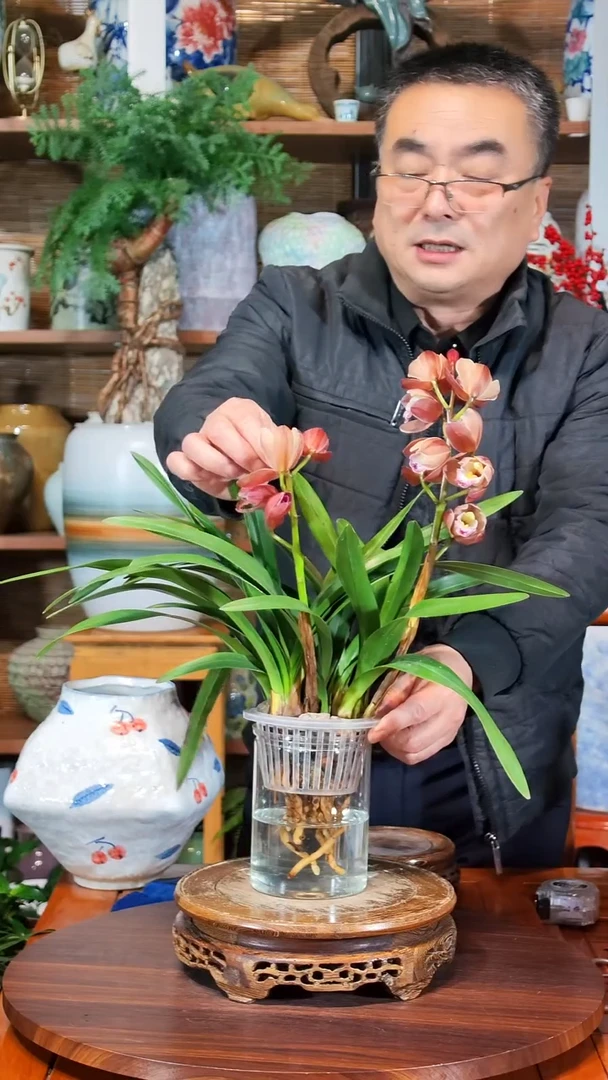 无花朵别****吗水之韵水培兰花