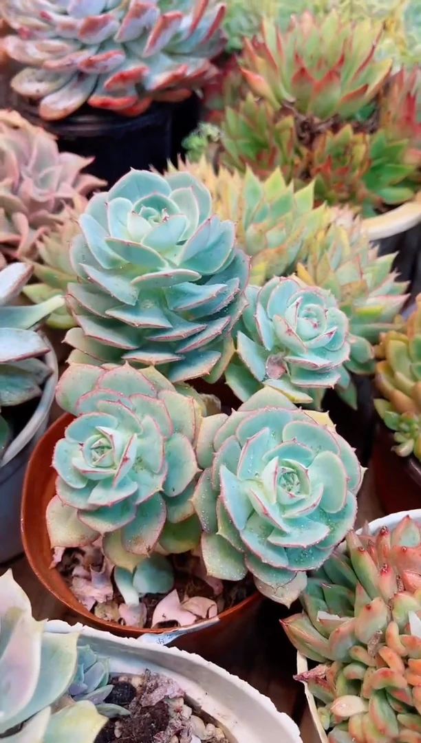 白***。22072多肉植物一物一拍