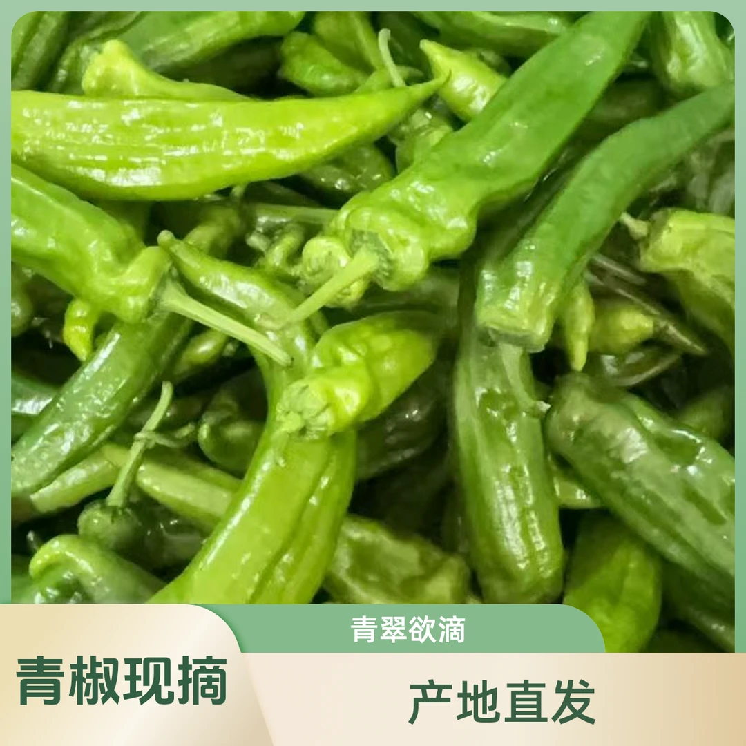 【顺丰】薄皮青辣椒东台特色农产品3斤