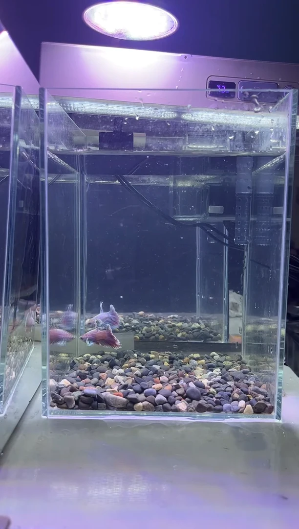 斗鱼斗鱼竟拍连接26