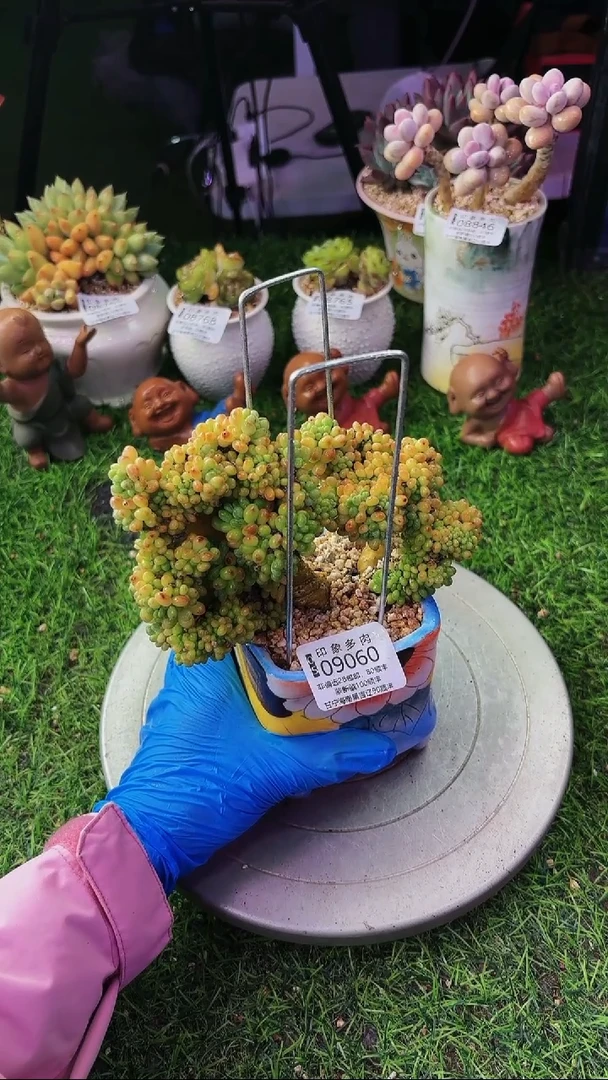 昆明印象多肉09060