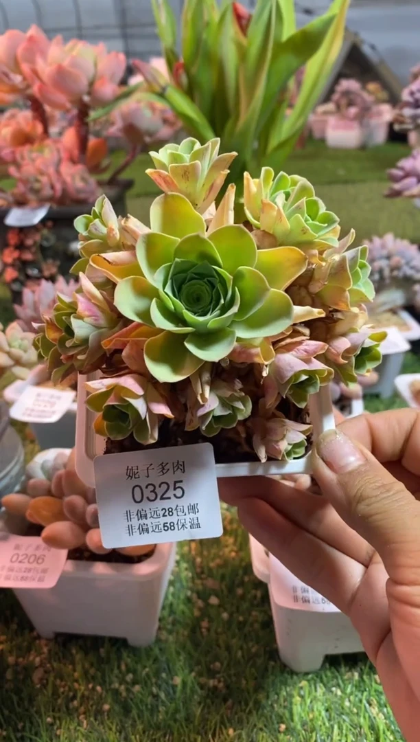 【闪购商品】0325a