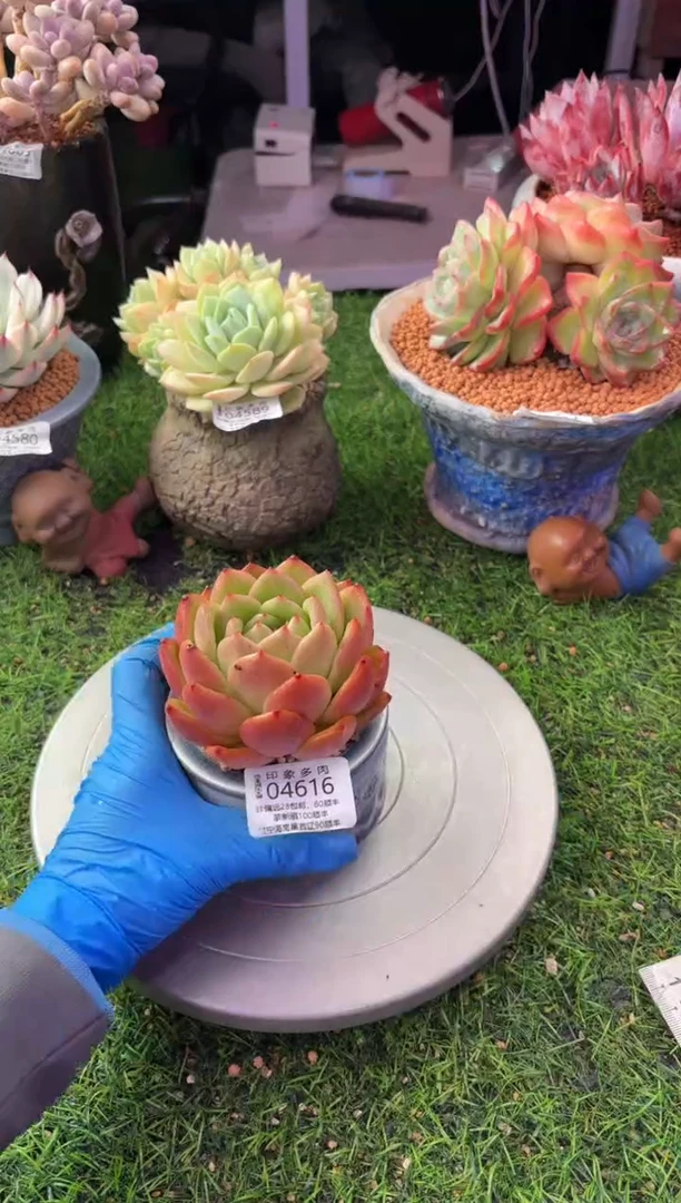 昆明印象多肉04616