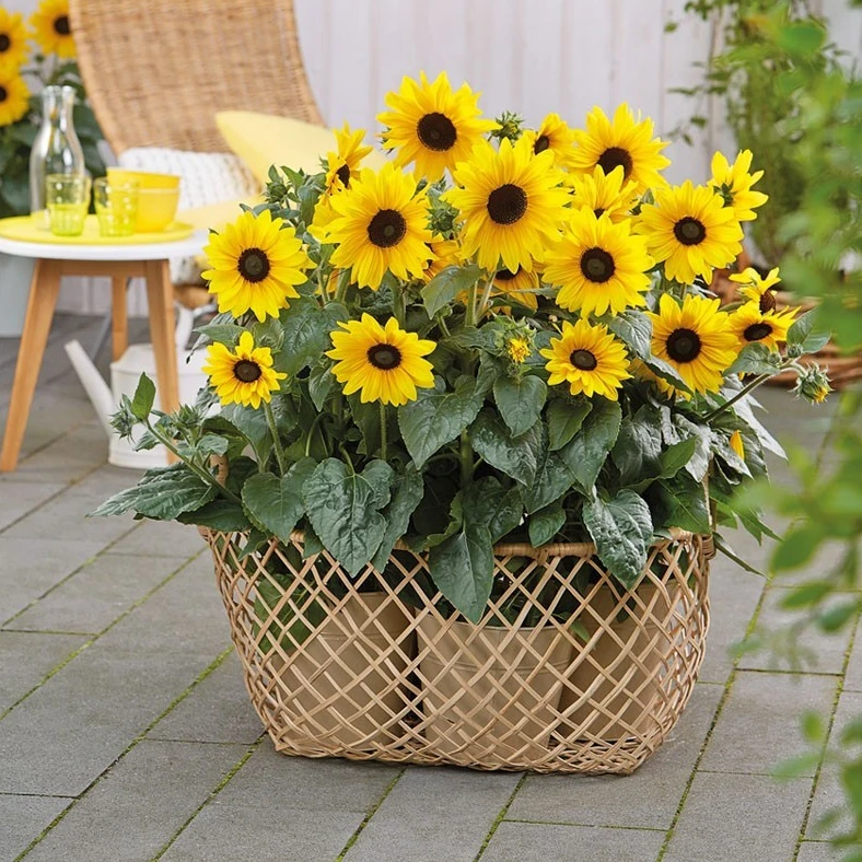 逸棵向日葵花苗种苗矮杆矮化观赏盆栽小苗四季种开花阳台