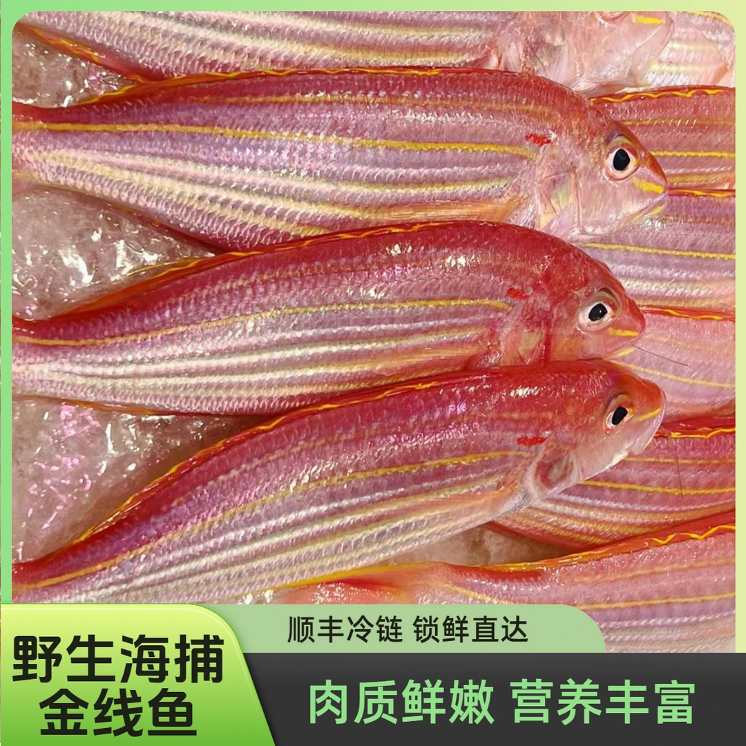 (3条/斤)野生海捕金线鱼 野生金丝鱼新鲜海鱼