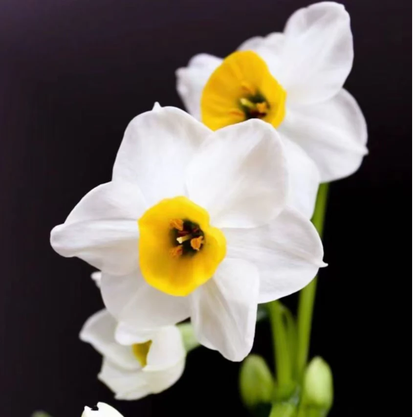 水仙花精选大花王带芽带根耐寒植物好养年宵花