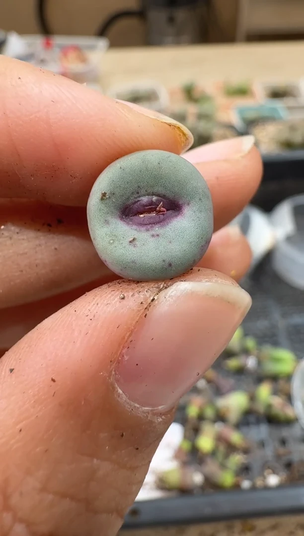 空**?25-134多肉植物肉锥