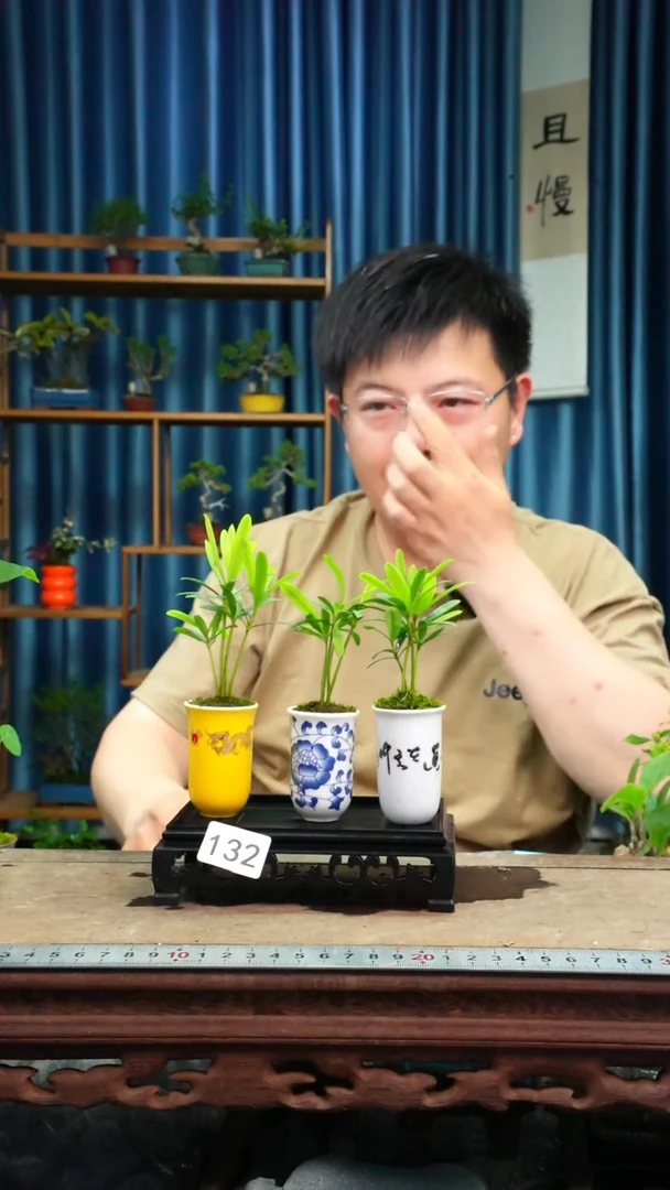 无花朵苔藓微景观132号