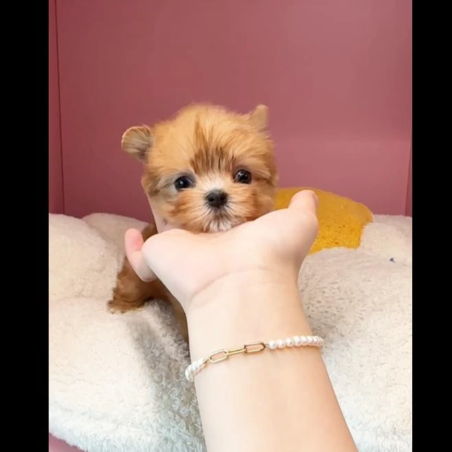 G311金色约克夏小体犬妹妹