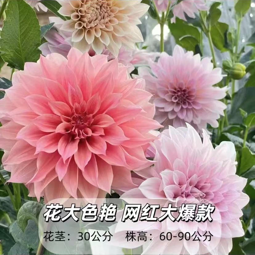 2025大丽花种球品种合集【小坨发货】大丽花当年开花宠粉福利