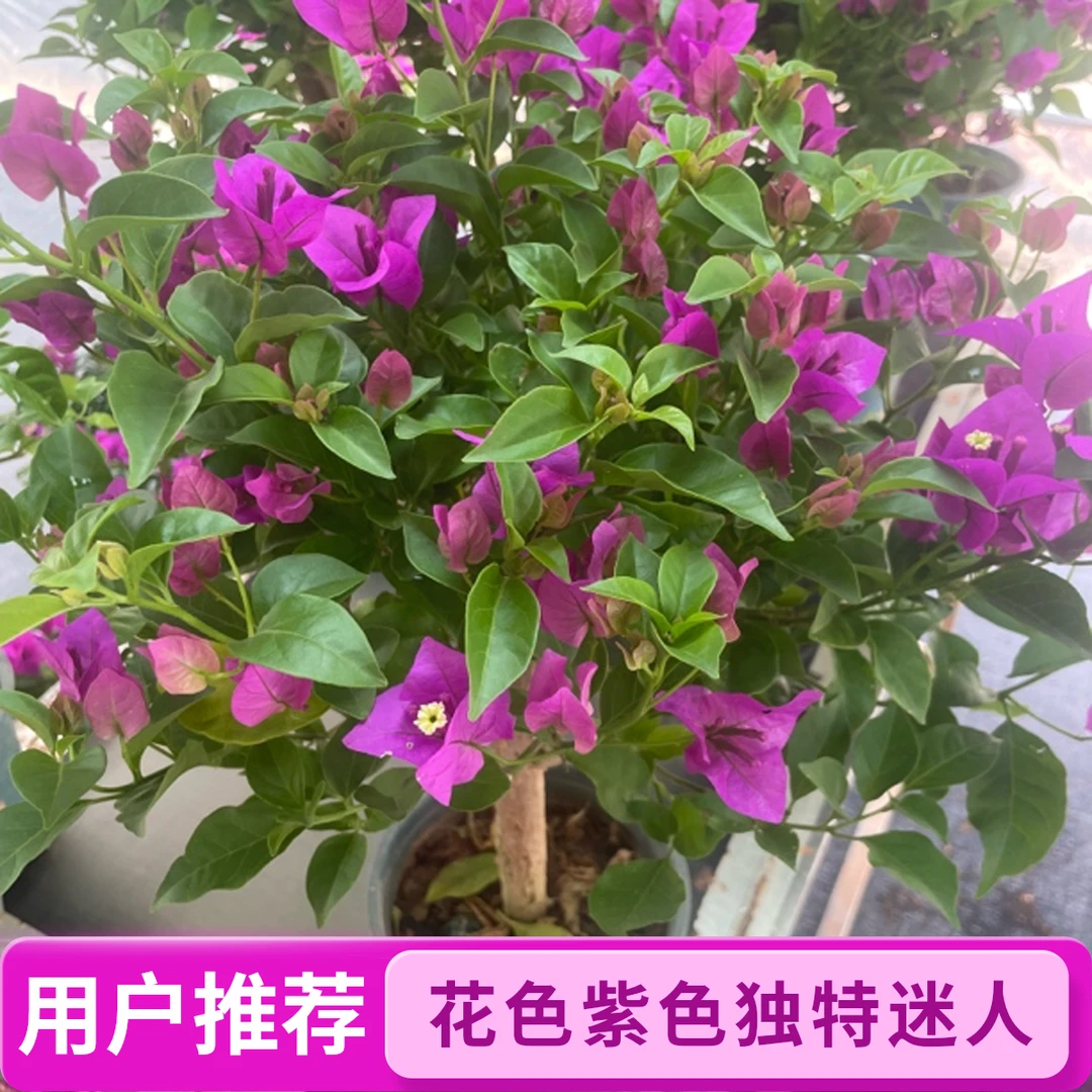 【小王子】云南紫加仑盆四季开花耐寒耐热叶换盆不售后，介意慎拍