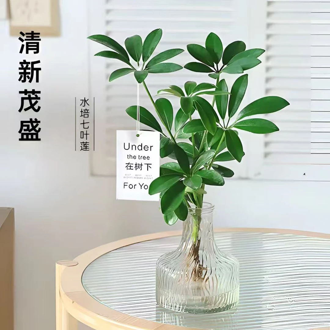 水培七叶莲鸭脚木绿植盆栽室内外生长四季常青观叶植物