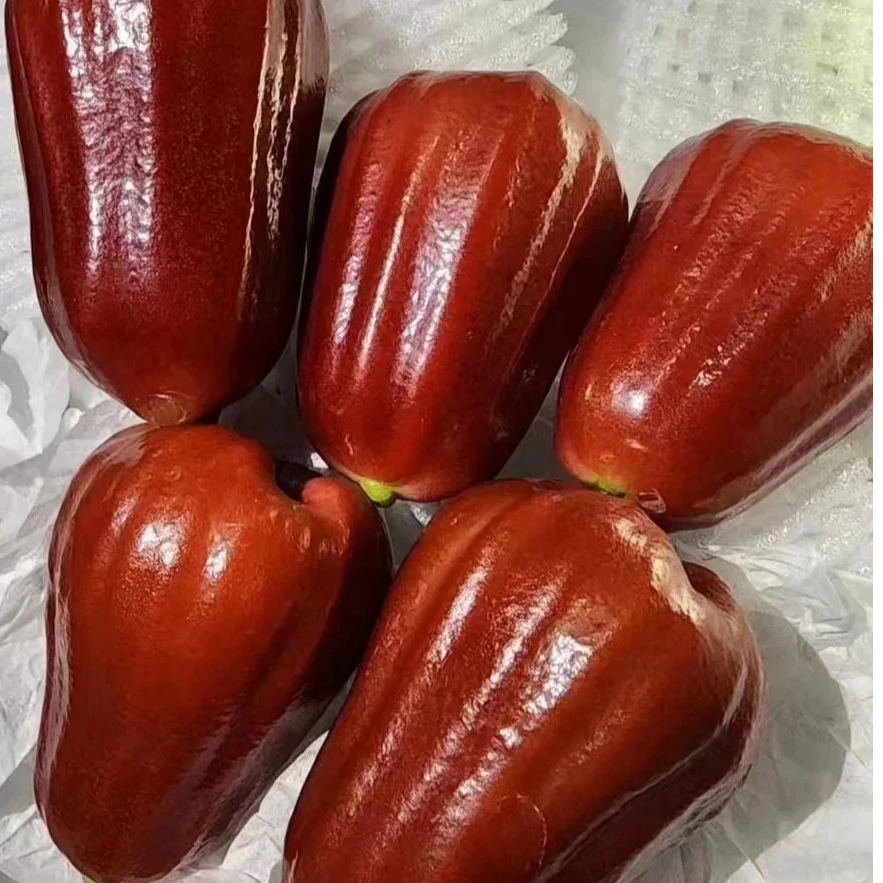 泰国/海南黑金刚新鲜莲雾 个大饱满脆甜多汁【顺丰包邮】