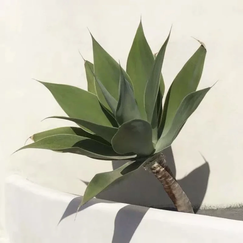 美好花园耐荫稀有品种耐热小众无刺狐尾龙舌兰翡翠盘