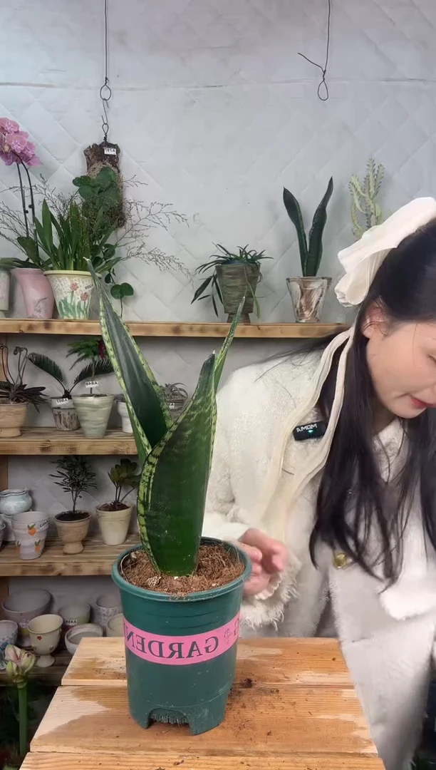 无花朵860星空虎皮兰育苗盆