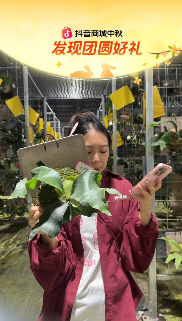 不开花植物L753-风神鹿角蕨孢子苗