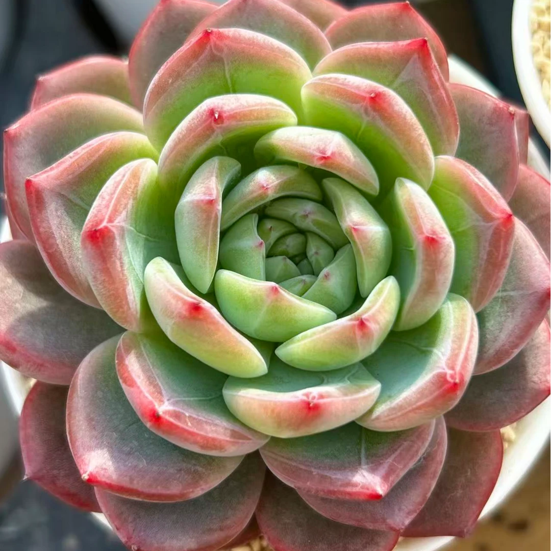 慢悠花房 红鸾 精品多肉办公室阳台绿植园艺盆栽多肉