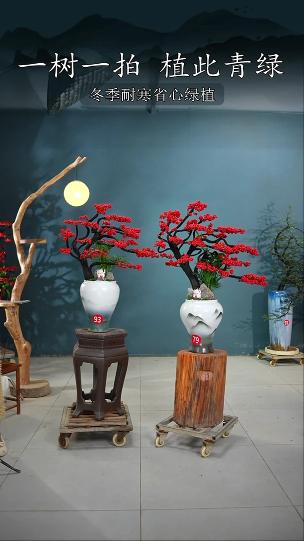 当前无花朵，栽培后可花朵刘*状北美冬青