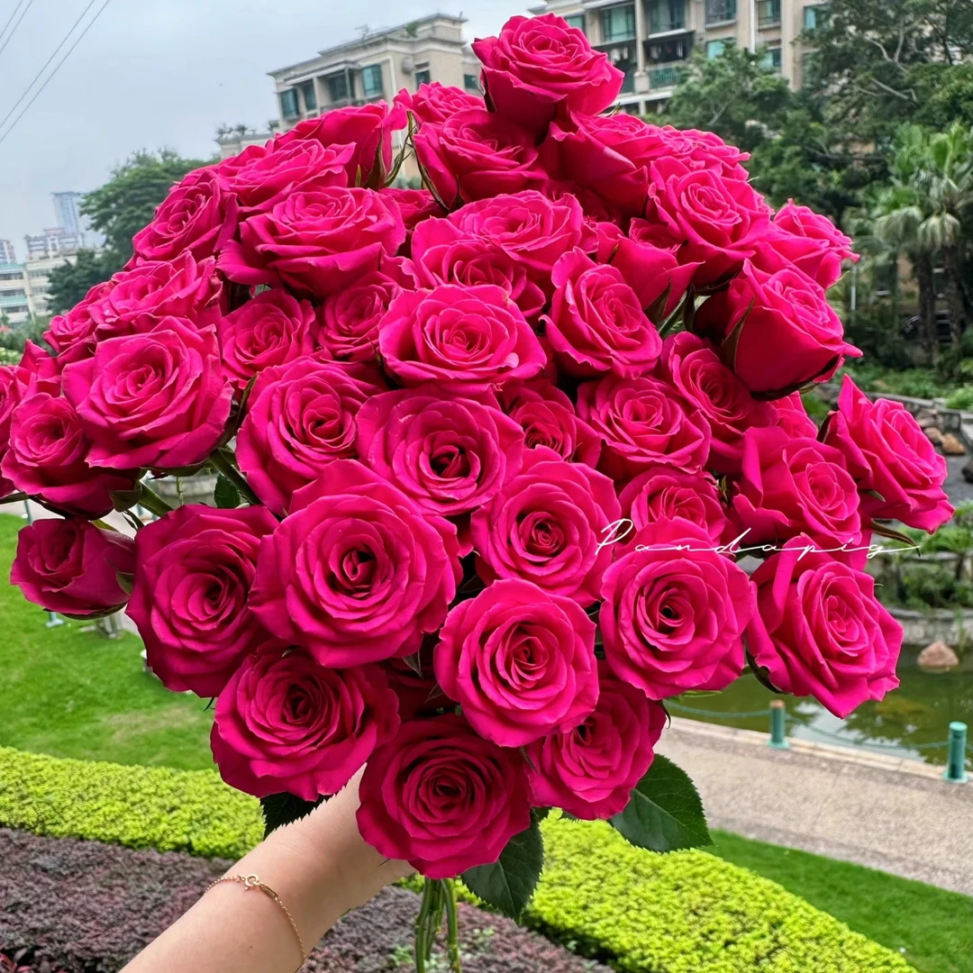 粉红溜溜球多头玫瑰-家养鲜花-云南基地直发-