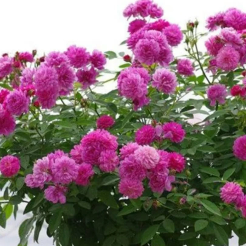 甜蜜马车棒棒糖带盆带土发货