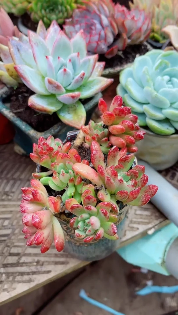 夏*28064多肉植物一物一拍