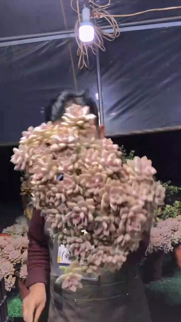 215淡雪缀化一物一拍